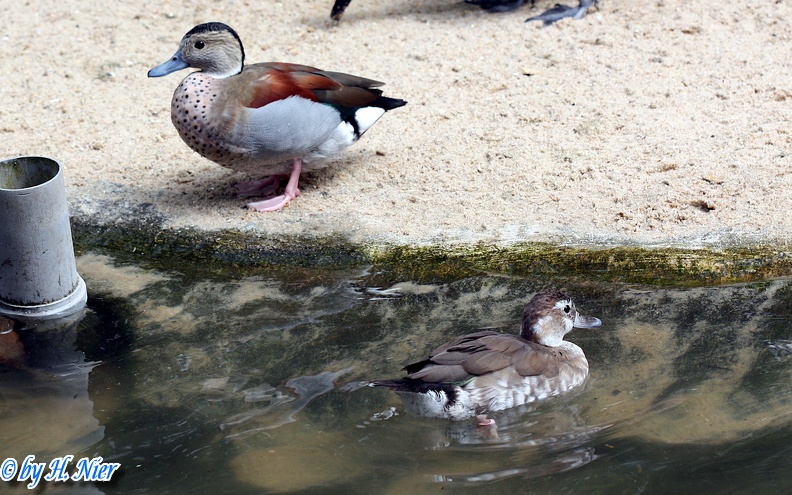 Callonetta leucophrys -  1. Fund