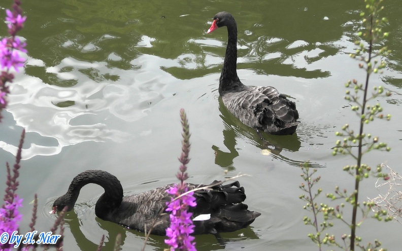 Cygnus atratus -  3. Fund