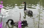 Cygnus atratus -  3. Fund