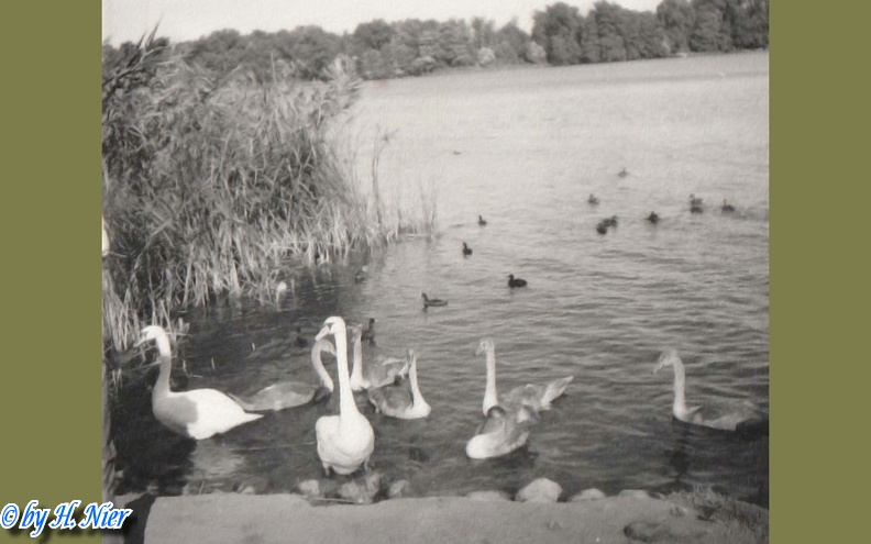 <a href='picture.php?/3571/category/381'>Cygnus olor - 1. Fund</a> Cygnus olor - 1. Fund