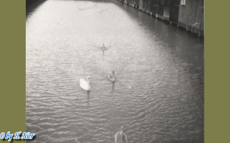 <a href='picture.php?/3572/category/381'>Cygnus olor - 1. Fund</a> Cygnus olor - 1. Fund