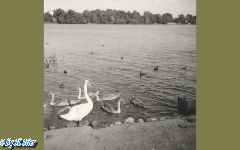 <a href='picture.php?/3573/category/381'>Cygnus olor - 1. Fund</a> Cygnus olor - 1. Fund