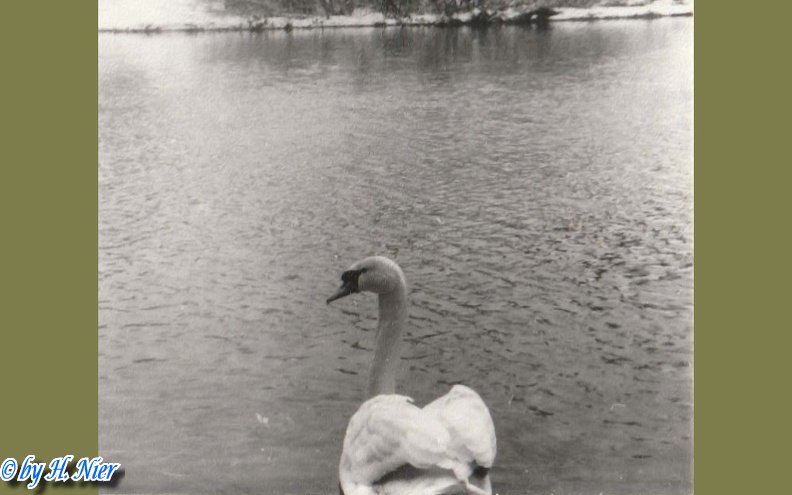 <a href='picture.php?/3574/category/381'>Cygnus olor - 1. Fund</a> Cygnus olor - 1. Fund