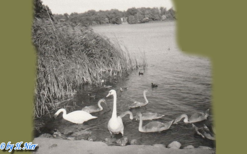 <a href='picture.php?/3575/category/381'>Cygnus olor - 1. Fund</a> Cygnus olor - 1. Fund