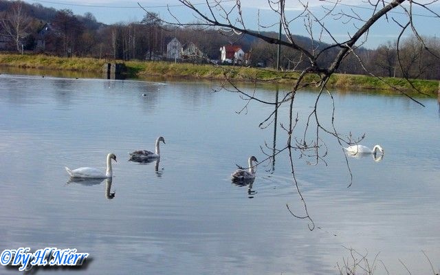 <a href='picture.php?/1786/category/381'>Cygnus olor - 2. Fund (Adulte + Jungtiere)</a> Cygnus olor - 2. Fund (Adulte + Jungtiere)