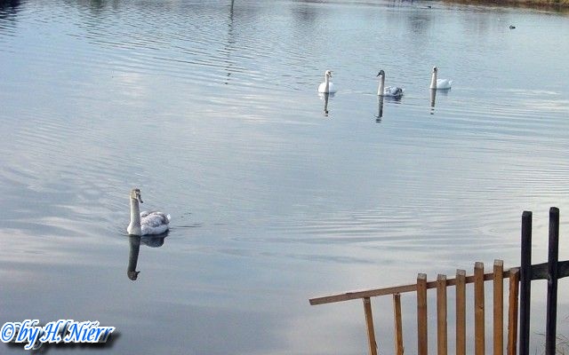 <a href='picture.php?/1788/category/381'>Cygnus olor - 2. Fund (Adulte + Jungtiere)</a> Cygnus olor - 2. Fund (Adulte + Jungtiere)