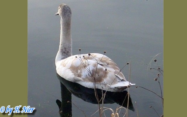 Cygnus olor -  2. Fund (Adulte + Jungtiere)