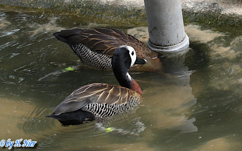 Dendrocygna viduata -  1. Fund