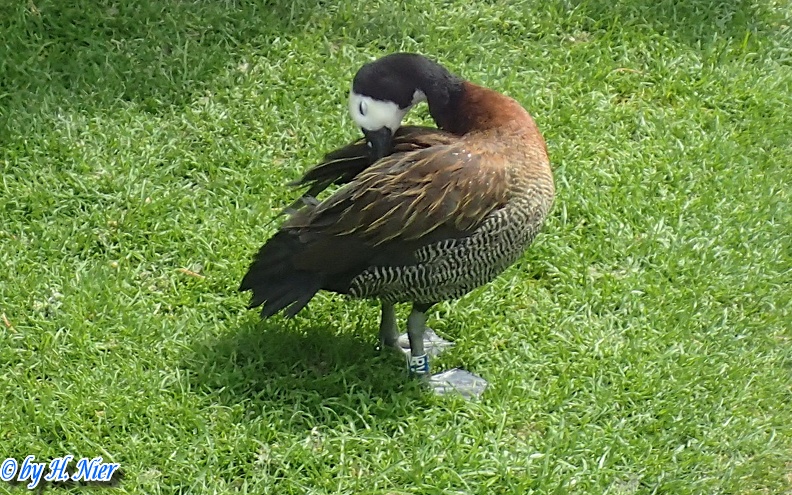 Dendrocygna viduata -  1. Fund