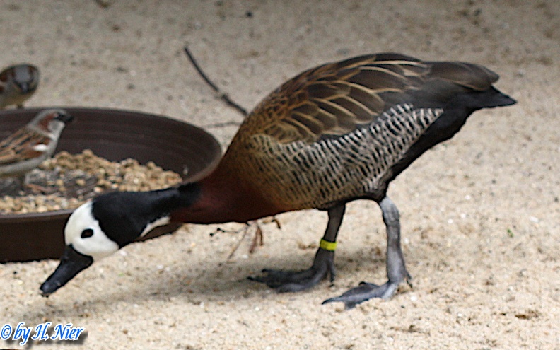 Dendrocygna viduata -  1. Fund