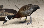 Familie Anatidae (Vigors, 1825)