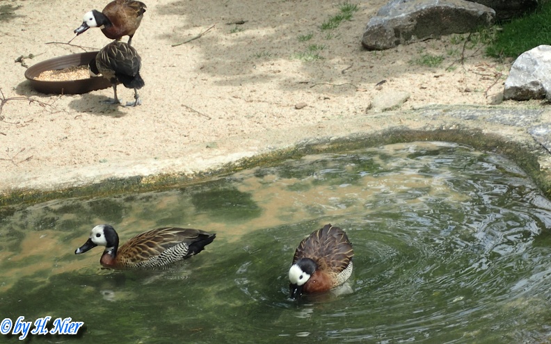 Dendrocygna viduata -  1. Fund