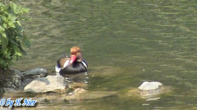 <a href='picture.php?/14198/category/5120'>Netta rufina - 1. Fund (Männchen)</a> Netta rufina - 1. Fund (Männchen)