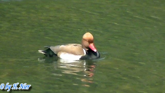 <a href='picture.php?/14199/category/5120'>Netta rufina - 1. Fund (Männchen)</a> Netta rufina - 1. Fund (Männchen)