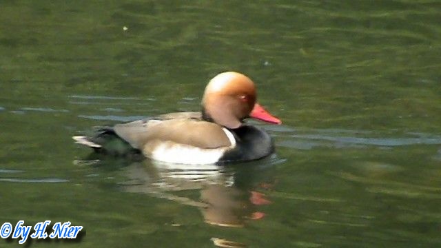 <a href='picture.php?/14200/category/5120'>Netta rufina - 1. Fund (Männchen)</a> Netta rufina - 1. Fund (Männchen)