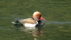 Ordnung Anseriformes (Wagler, 1831)
