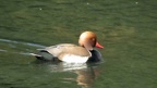 Netta rufina -  1. Fund (Männchen)