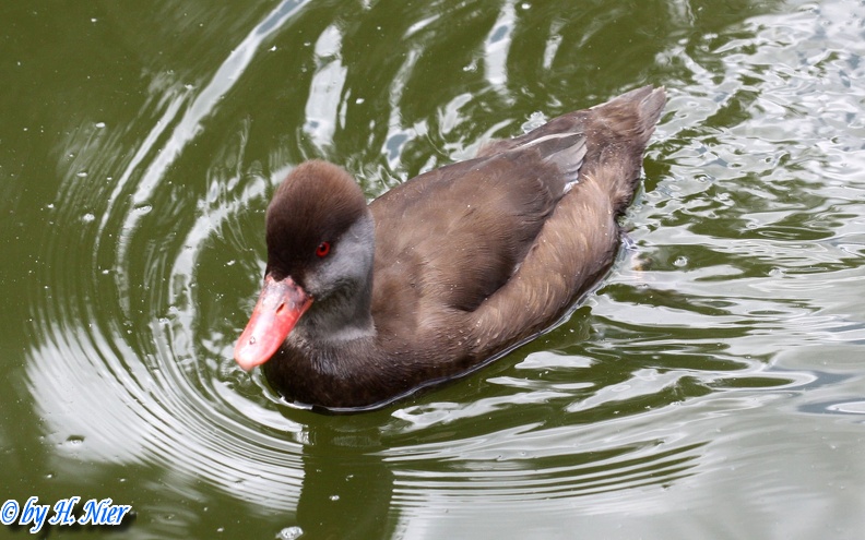 <a href='picture.php?/14202/category/5120'>Netta rufina - 2. Fund (Männchen)</a> Netta rufina - 2. Fund (Männchen)