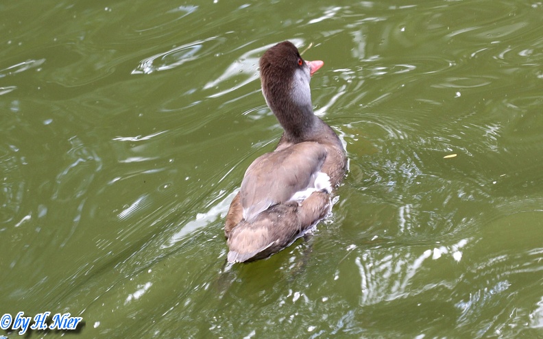 <a href='picture.php?/14203/category/5120'>Netta rufina - 2. Fund (Männchen)</a> Netta rufina - 2. Fund (Männchen)