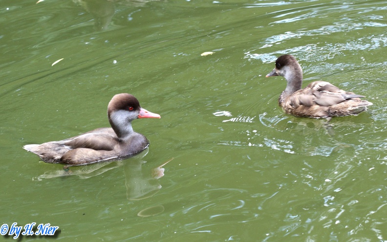 <a href='picture.php?/14204/category/5120'>Netta rufina - 2. Fund (Männchen)</a> Netta rufina - 2. Fund (Männchen)