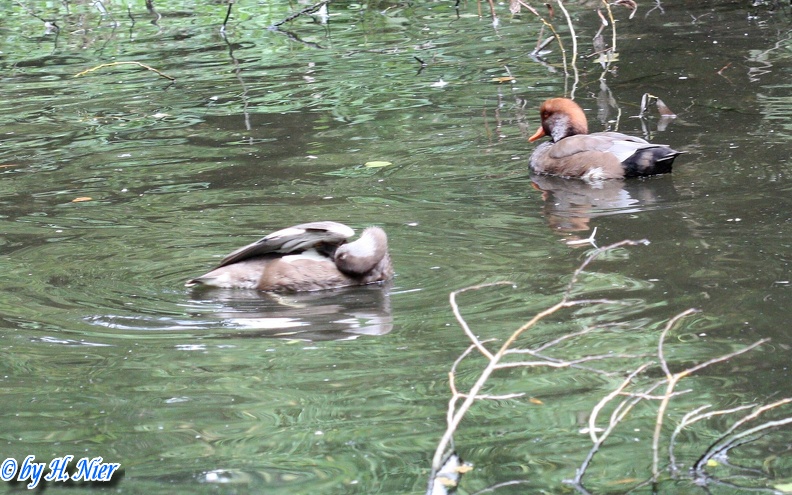 <a href='picture.php?/14205/category/5120'>Netta rufina - 3. Fund</a> Netta rufina - 3. Fund