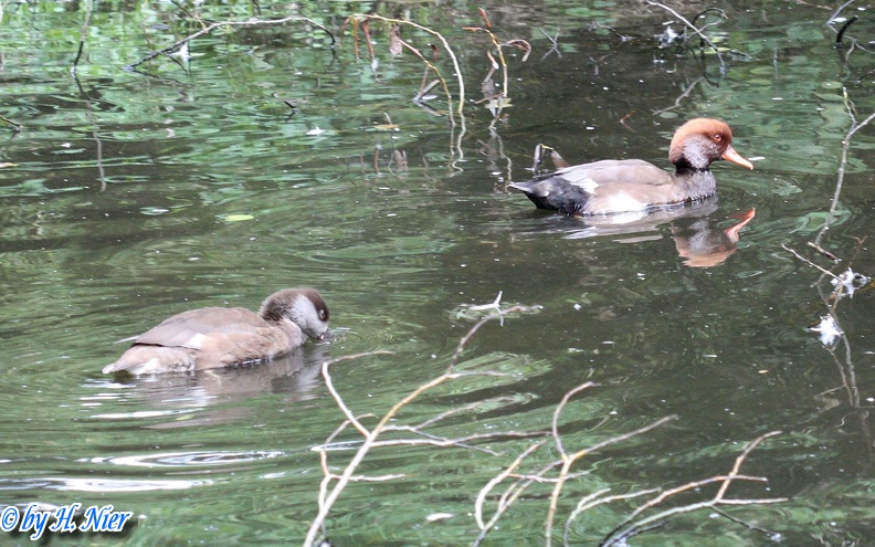 Netta rufina -  3. Fund