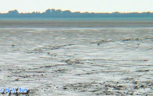 <a href='picture.php?/15705/category/5852'>Tadorna tadorna - 1. Fund</a> Tadorna tadorna - 1. Fund