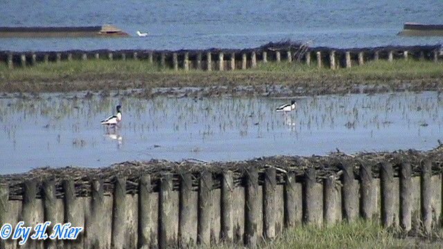 <a href='picture.php?/15707/category/5852'>Tadorna tadorna - 2. Fund</a> Tadorna tadorna - 2. Fund