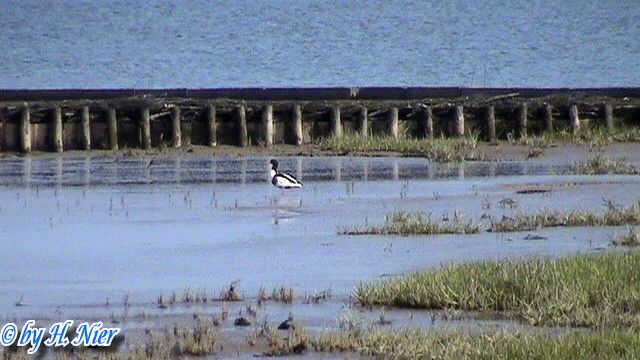 <a href='picture.php?/15708/category/5852'>Tadorna tadorna - 2. Fund</a> Tadorna tadorna - 2. Fund