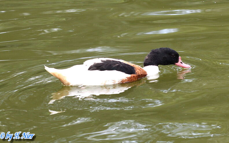 <a href='picture.php?/15710/category/5852'>Tadorna tadorna - 4. Fund</a> Tadorna tadorna - 4. Fund