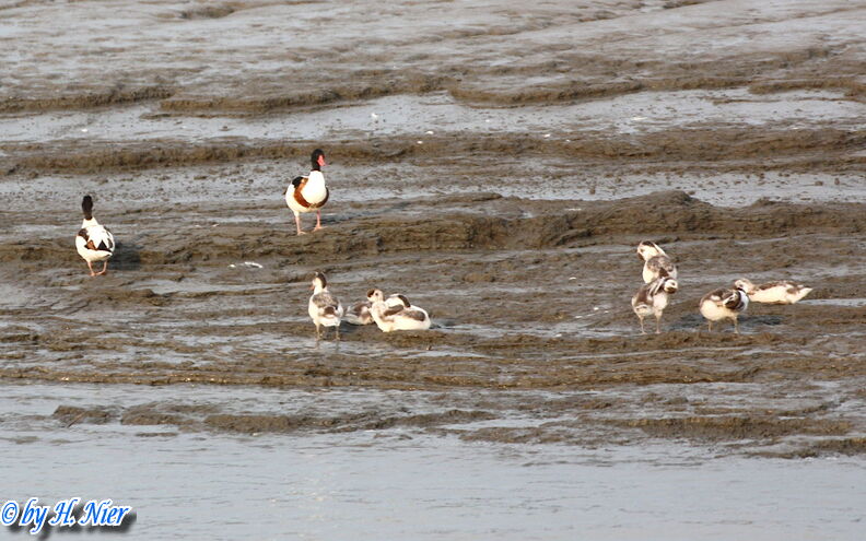 <a href='picture.php?/15712/category/5852'>Tadorna tadorna - 5. Fund</a> Tadorna tadorna - 5. Fund