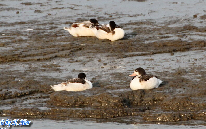 <a href='picture.php?/15713/category/5852'>Tadorna tadorna - 5. Fund</a> Tadorna tadorna - 5. Fund