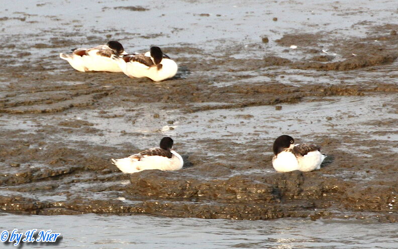 Tadorna tadorna -  5. Fund