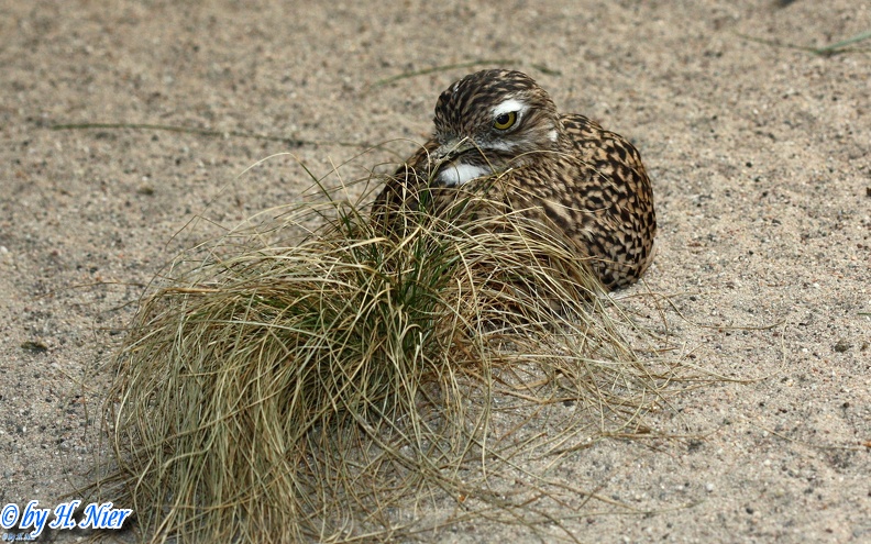 Burhinus capensis -  1. Fund