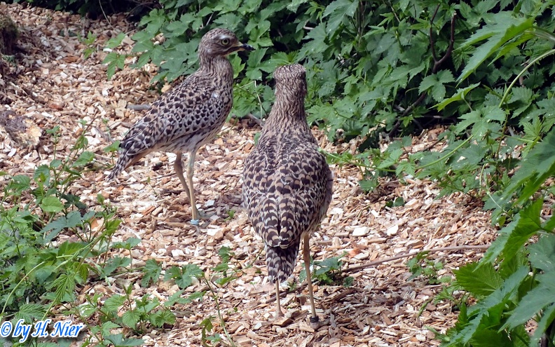 Burhinus capensis -  2. Fund