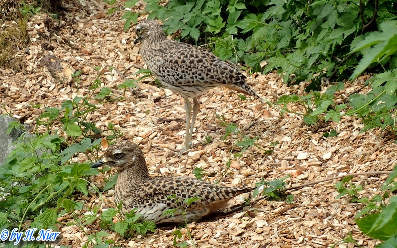 Burhinus capensis -  2. Fund