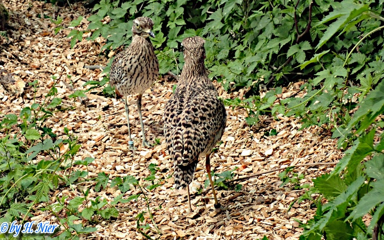 Burhinus capensis -  2. Fund