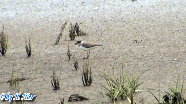 <a href='picture.php?/12025/category/4134'>Charadrius alexandrinus - 1. Fund </a> Charadrius alexandrinus - 1. Fund
