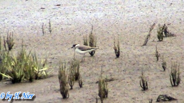<a href='picture.php?/12027/category/4134'>Charadrius alexandrinus - 1. Fund </a> Charadrius alexandrinus - 1. Fund