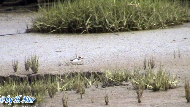 <a href='picture.php?/12029/category/4134'>Charadrius alexandrinus - 1. Fund </a> Charadrius alexandrinus - 1. Fund