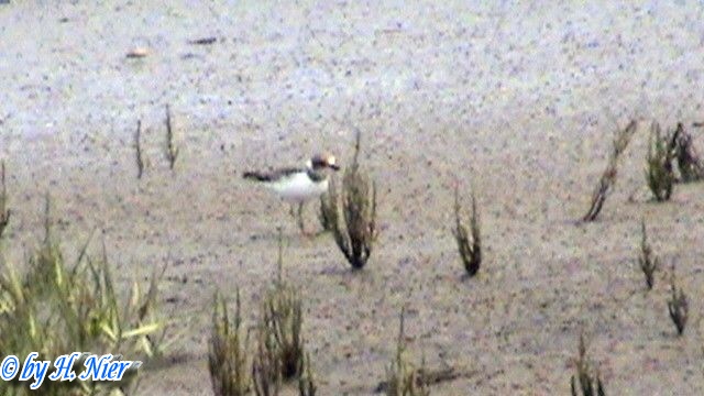 Charadrius alexandrinus -  1. Fund 