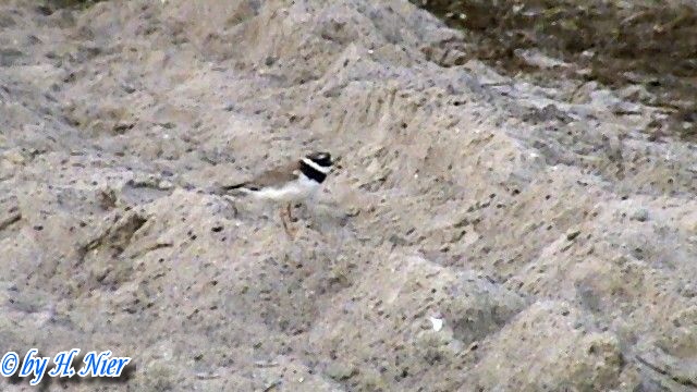 <a href='picture.php?/9454/category/3307'>Charadrius hiaticula - 1. Fund</a> Charadrius hiaticula - 1. Fund