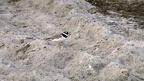 Charadrius hiaticula - 1. Fund - Gefunden in Deutschland (Schleswig-Holstein)Am Strand von Grömitz - Lensterstrand, in der Nähe der Schleuse II am „Blankwasserweg“. Charadrius hiaticula - 1. Fund