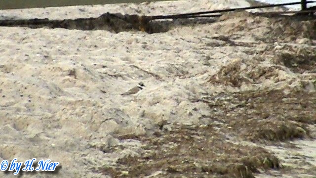 <a href='picture.php?/9455/category/3307'>Charadrius hiaticula - 1. Fund</a> Charadrius hiaticula - 1. Fund