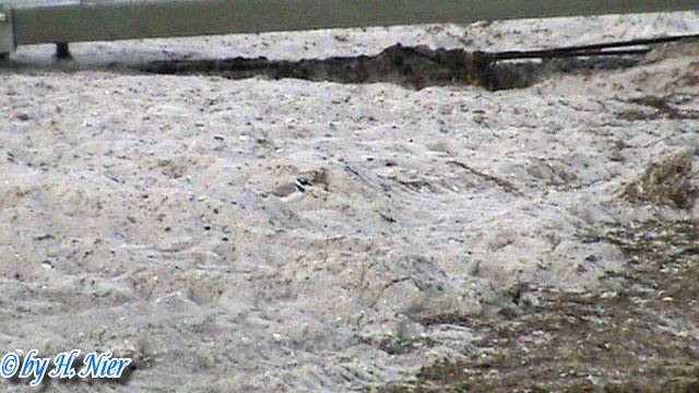 <a href='picture.php?/9456/category/3307'>Charadrius hiaticula - 1. Fund</a> Charadrius hiaticula - 1. Fund