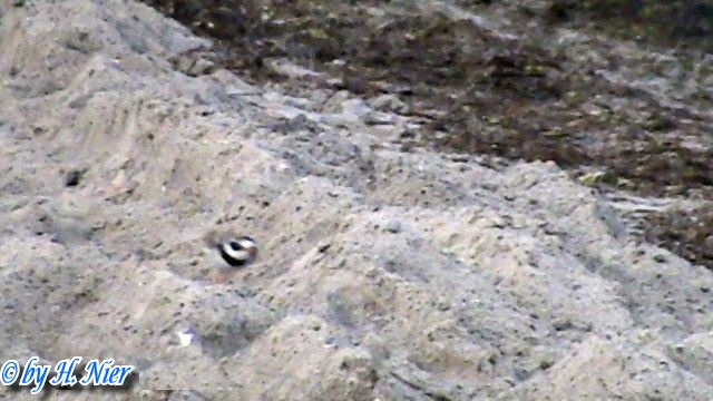 <a href='picture.php?/9457/category/3307'>Charadrius hiaticula - 1. Fund</a> Charadrius hiaticula - 1. Fund