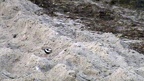 Charadrius hiaticula - 1. Fund - Gefunden in Deutschland (Schleswig-Holstein)Am Strand von Grömitz - Lensterstrand, in der Nähe der Schleuse II am „Blankwasserweg“. Charadrius hiaticula - 1. Fund