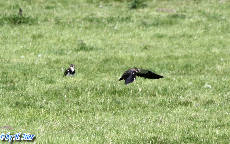 Vanellus vanellus -  4. Fund