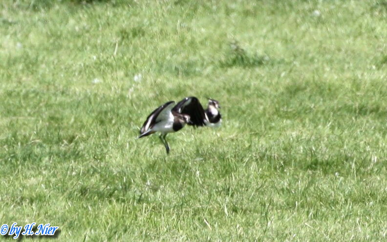 Vanellus vanellus -  4. Fund