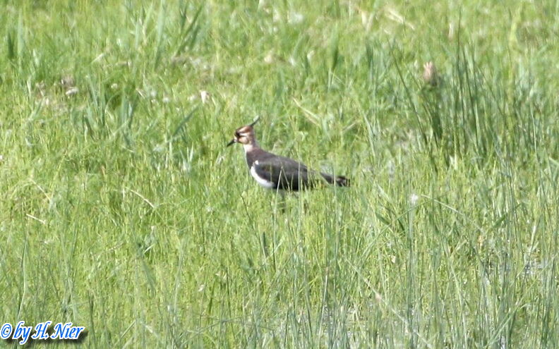 Vanellus vanellus -  5. Fund